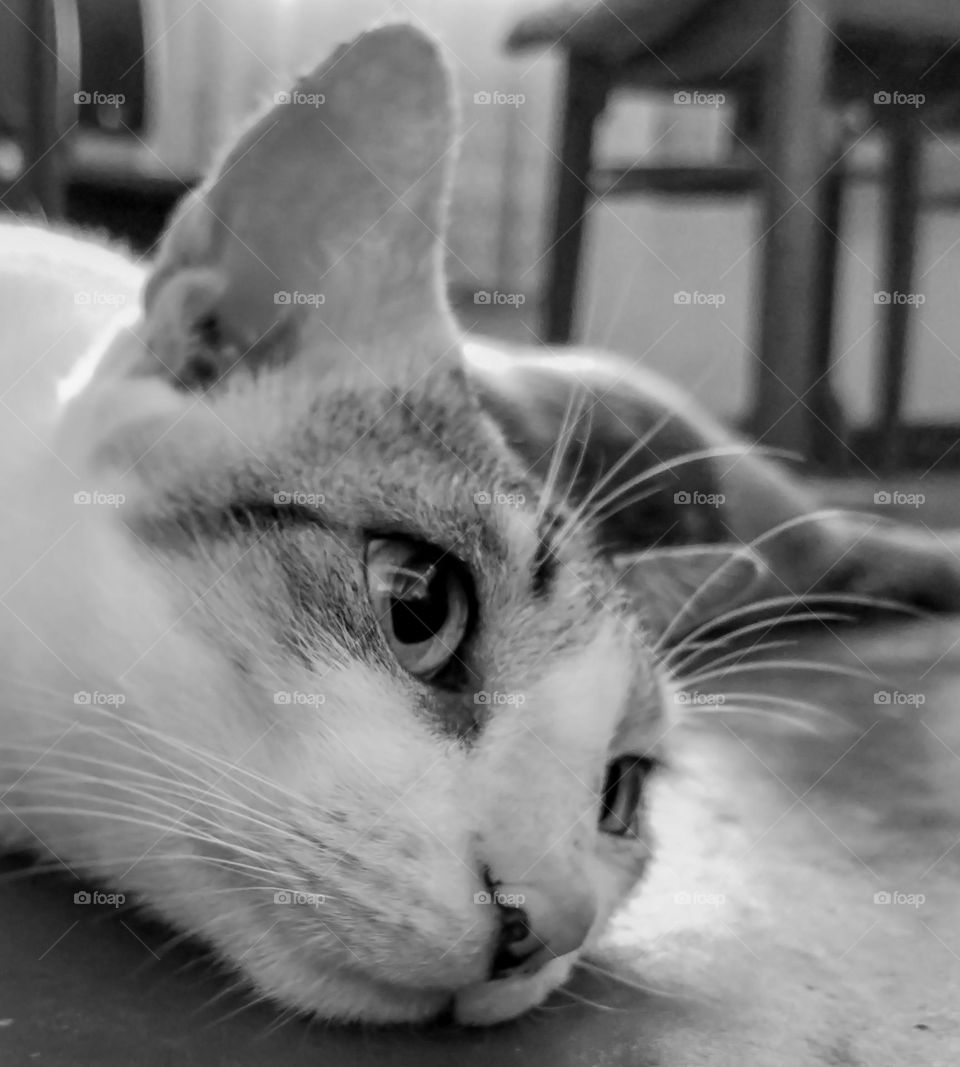 🐱 cat eye moment .lovely cat