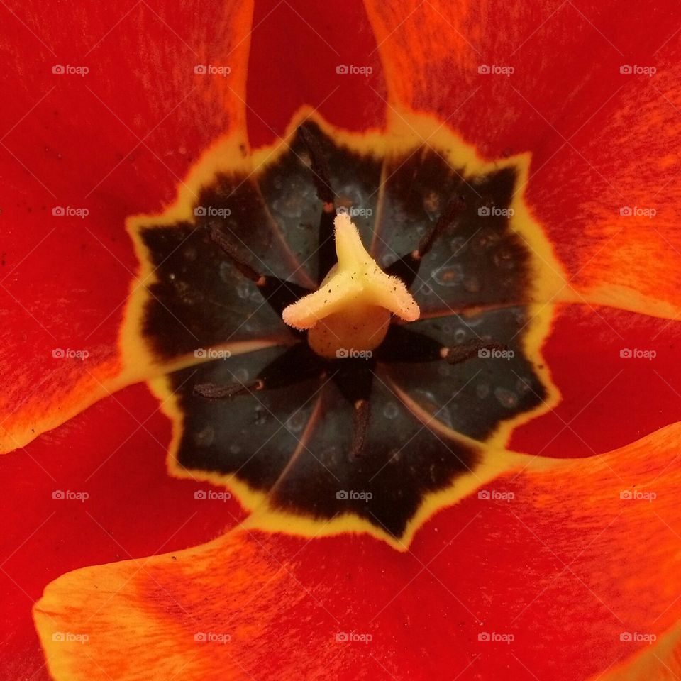 tulip flower