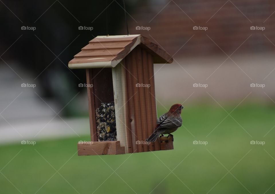 A birdhouse lookout 