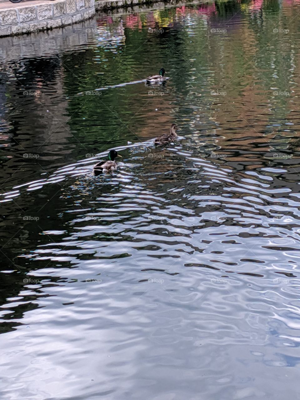 Mallard Ducks