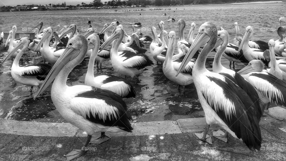 Lovely pelicans 