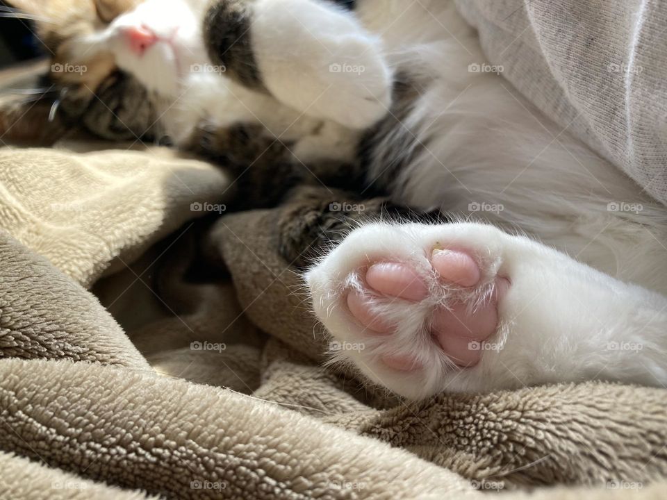 Kitty toe beans on my calico