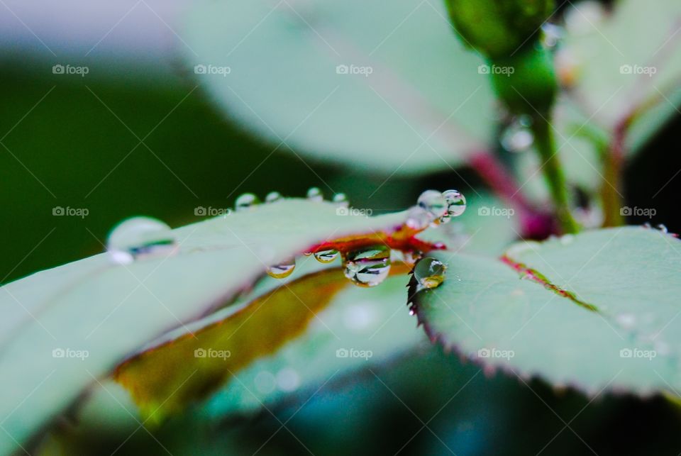 Spring raindrops 