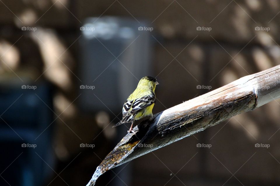 Bird on the water pipe