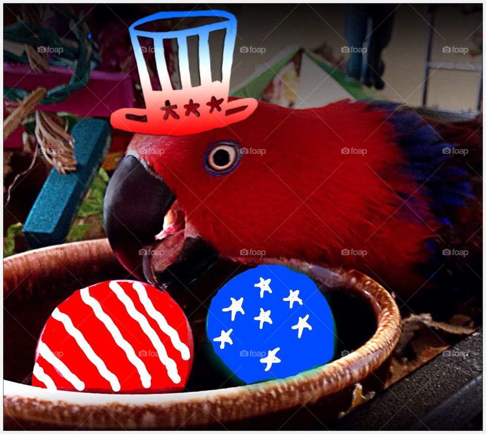Patriotic Parrot