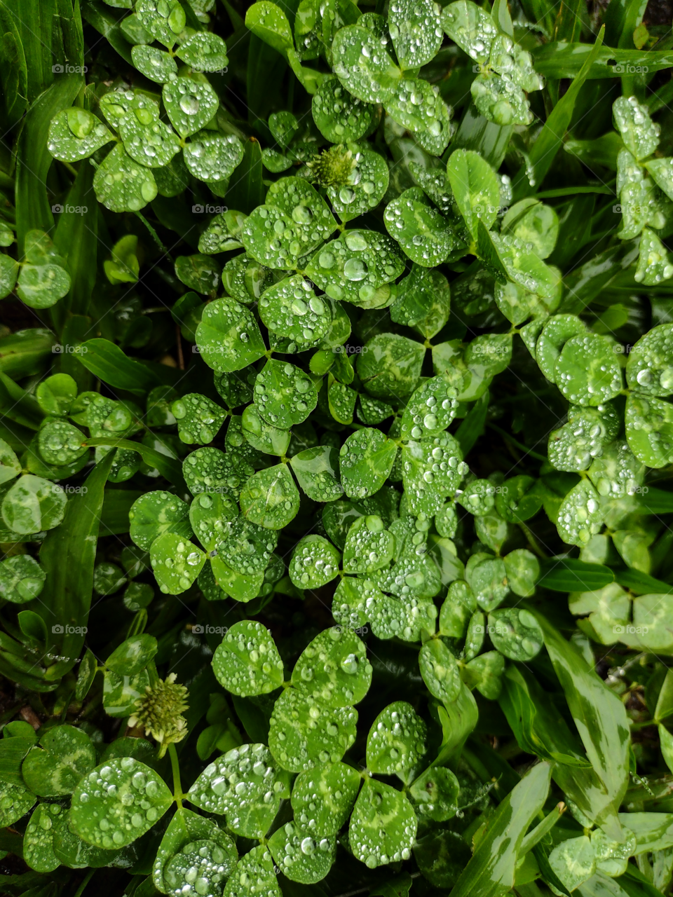 shamrocks wet from the rain