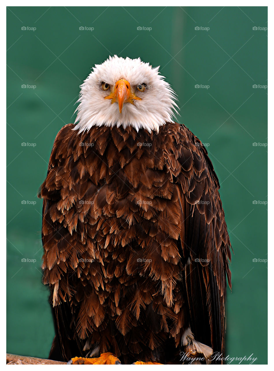 eagle