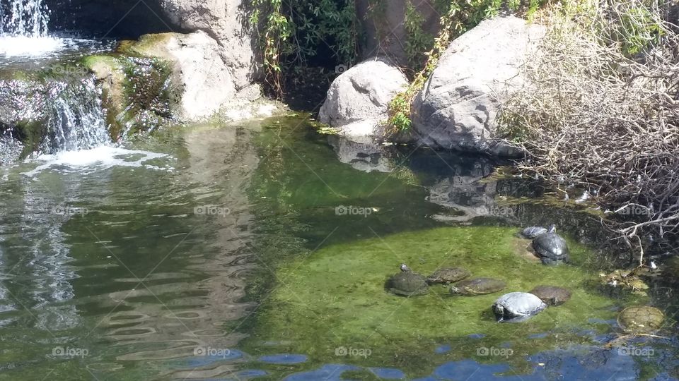 turtle pond