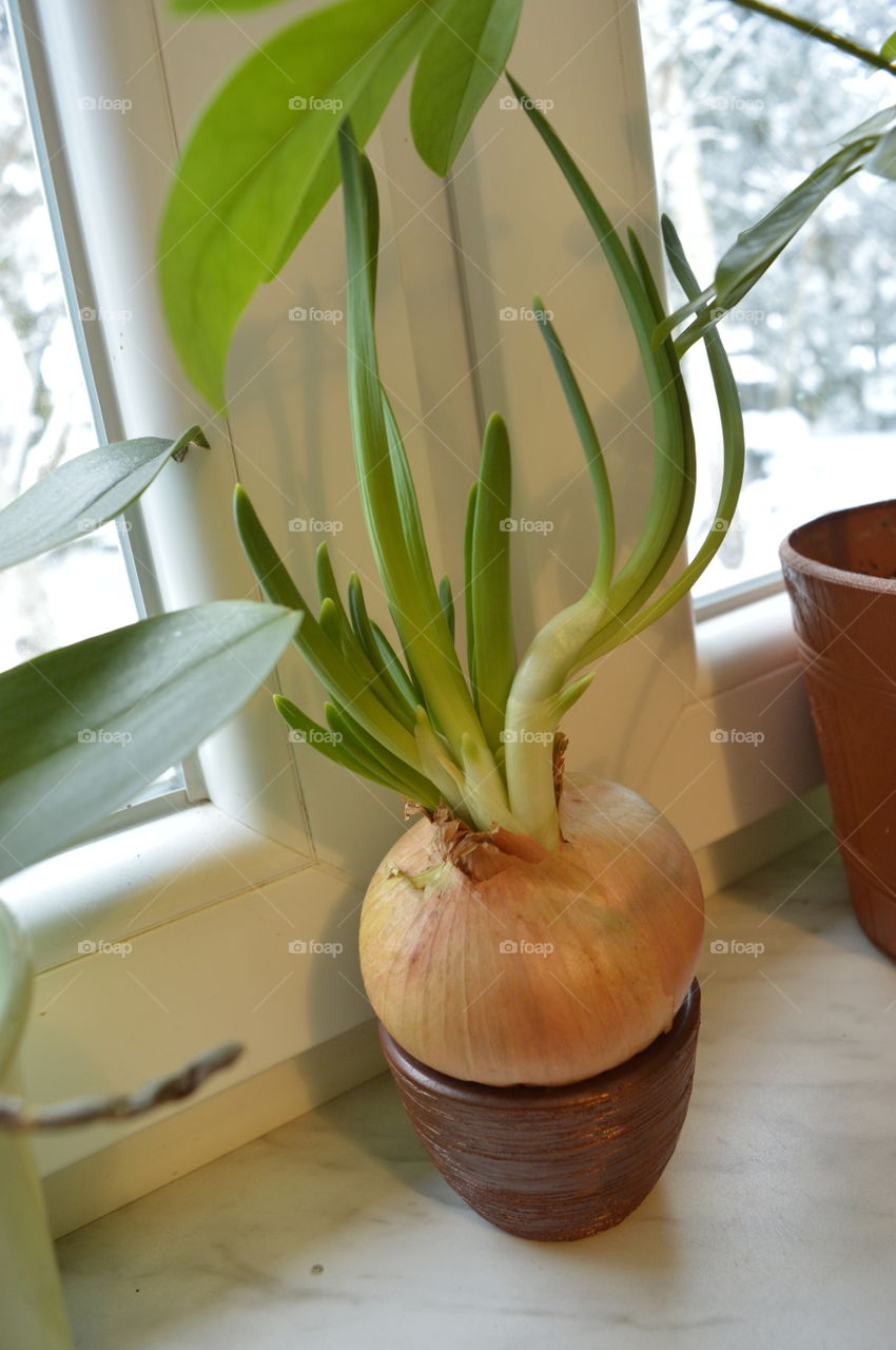 House plants in pots