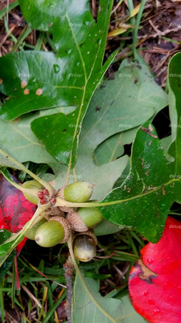 fall acorns with leaves fallen after a storm