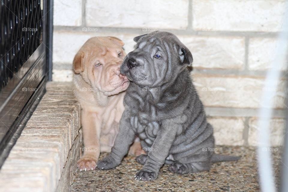 Licking Friend Pups 