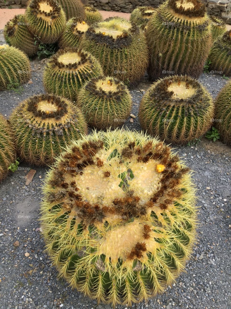 Cactuses in Spain 