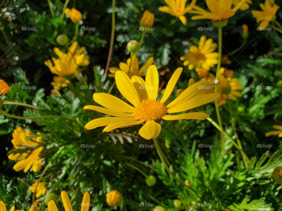 A Simple Yellow Flower