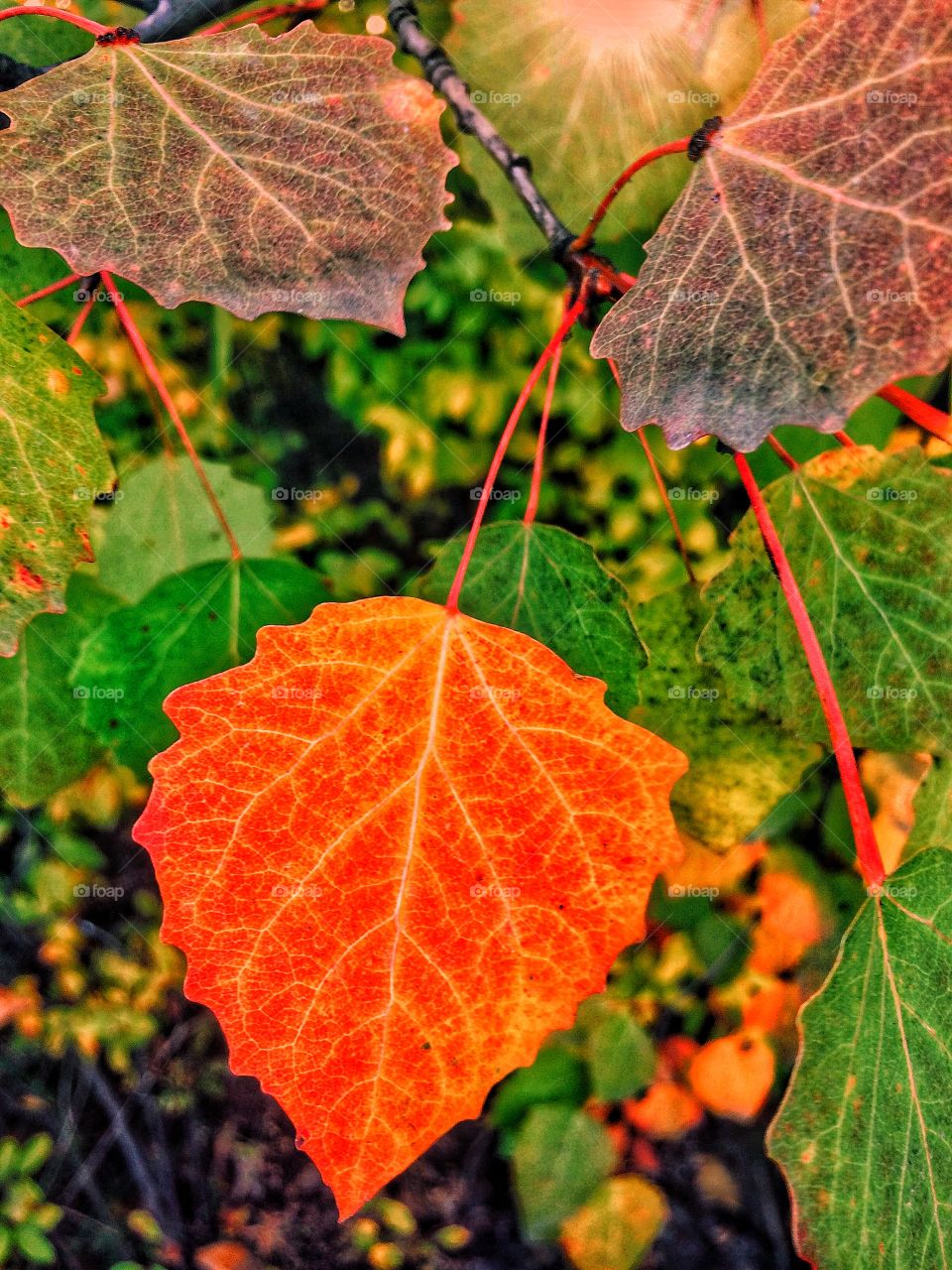 Autumn leaves background 