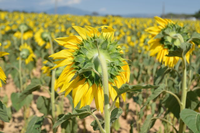 sunflower