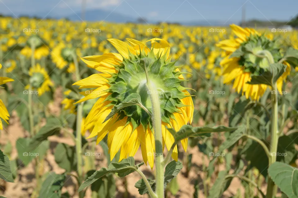 sunflower