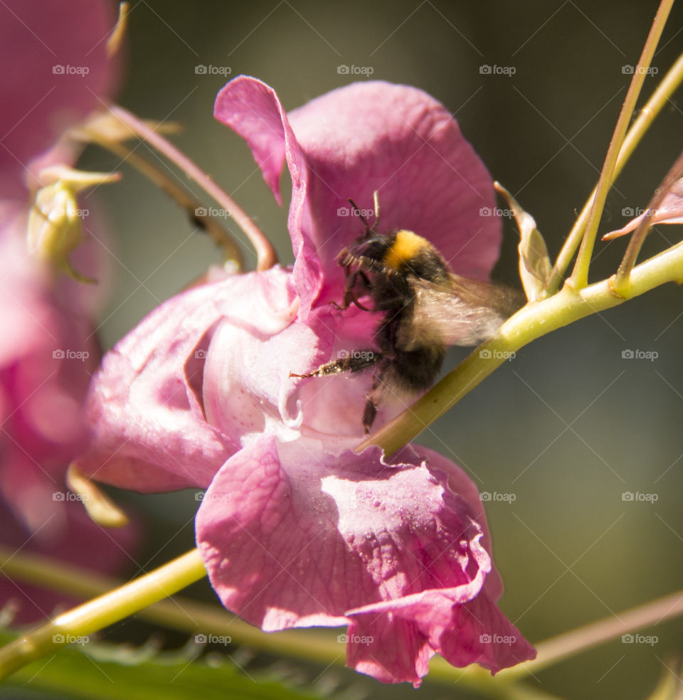 Flower and Bee. Flower and Bee