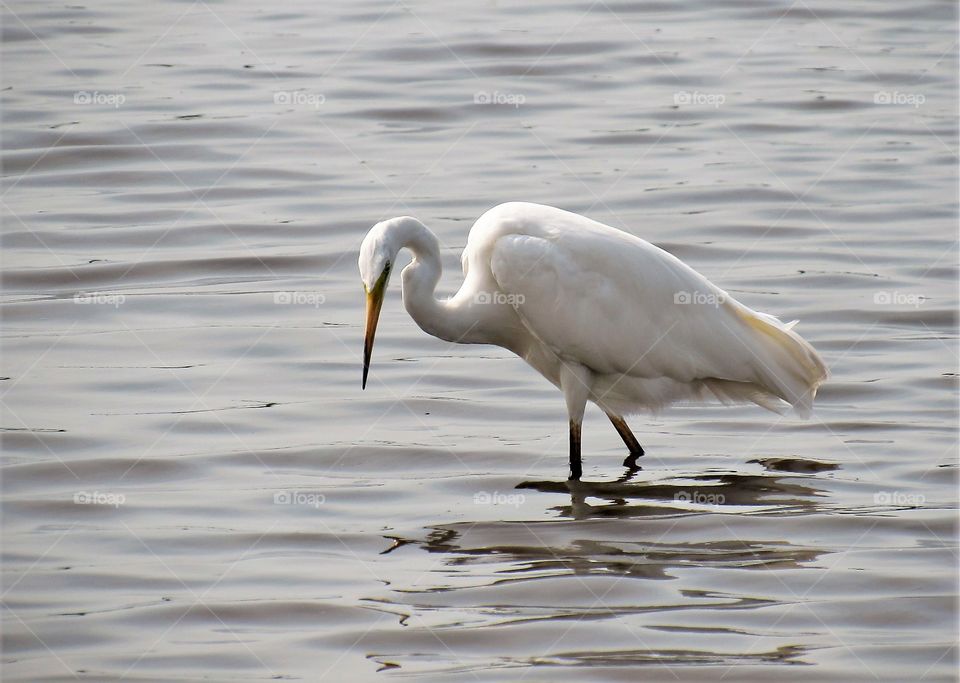 Egret