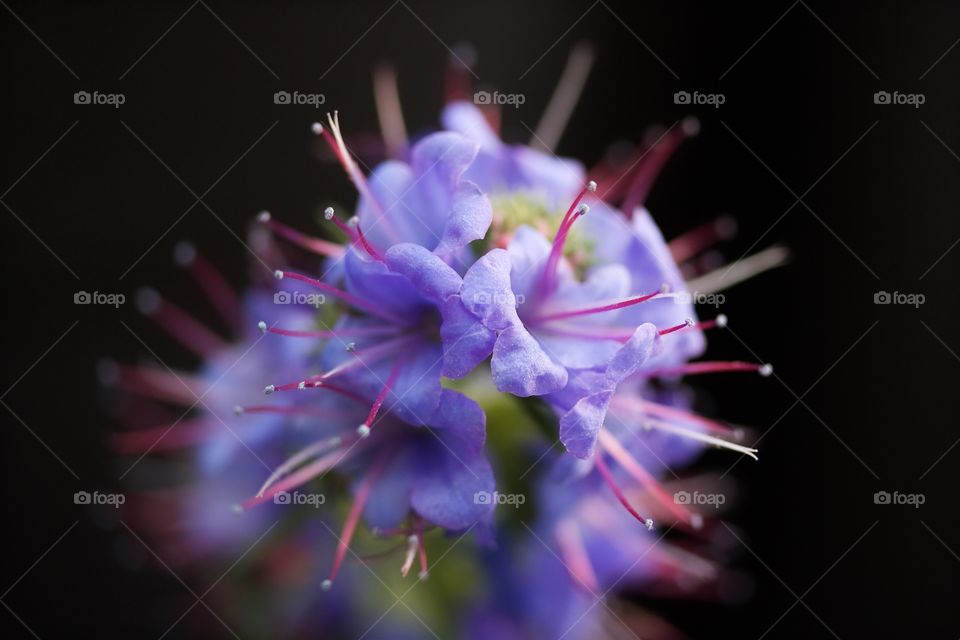 Close-up of boraginaceae flower