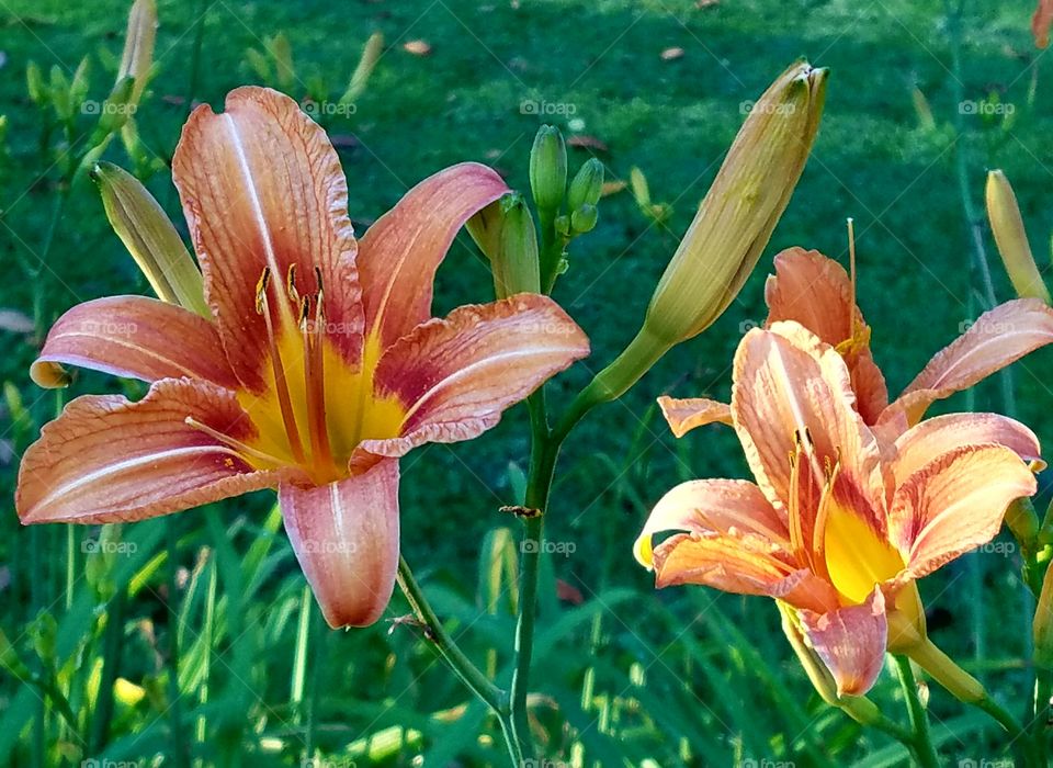 Close-up of tiger lilies