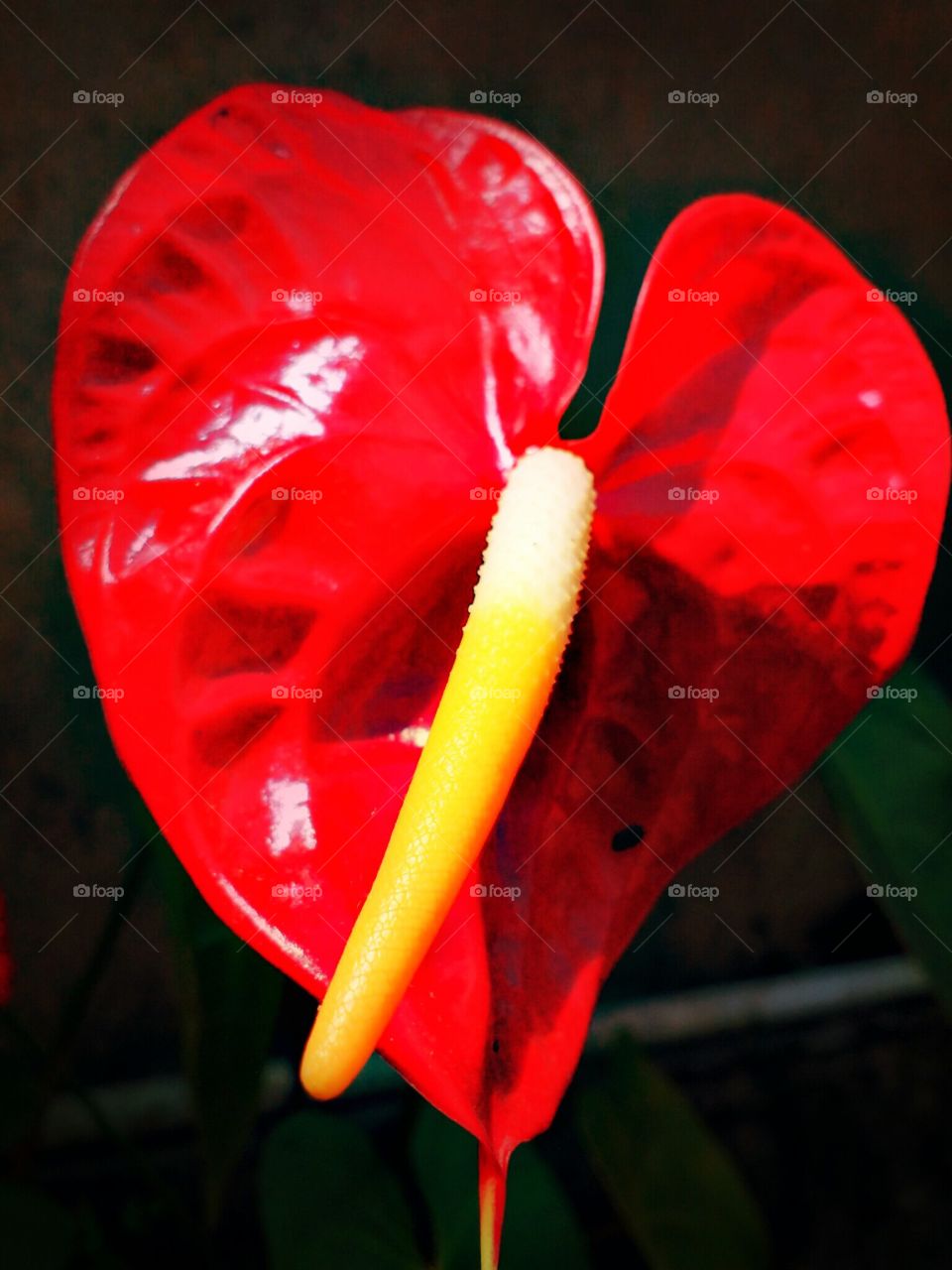 anthurium flowers