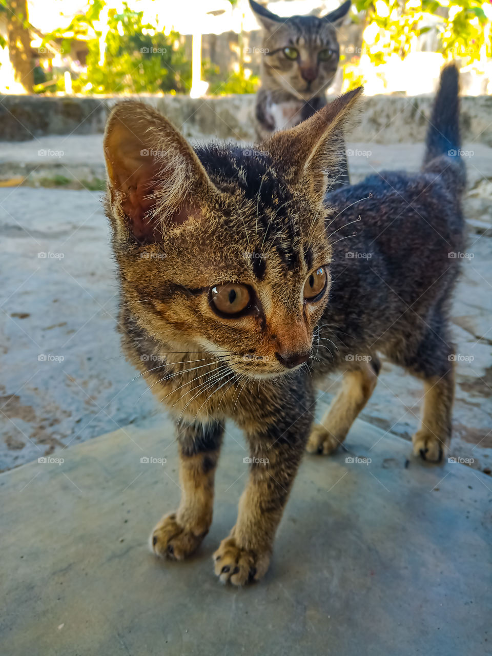 My Aunt's baby cat. Looks so wild and soft at the same time. It's a really cute? I don't think so.