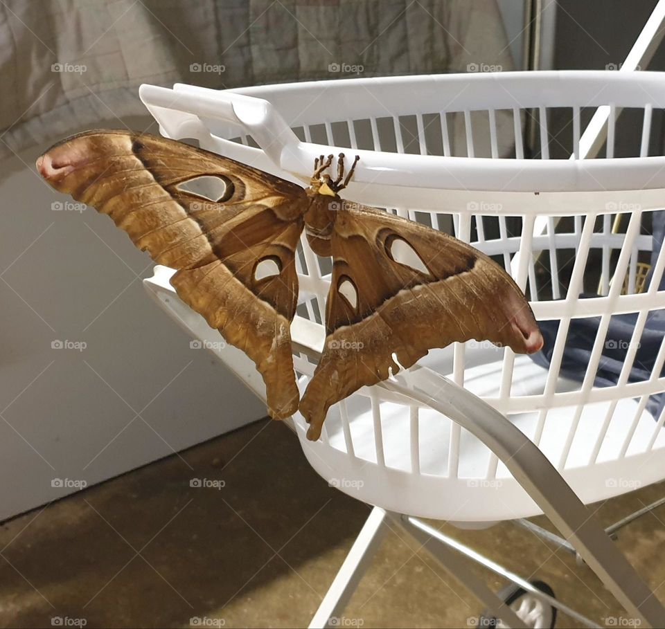 Hercules Moth North Queensland Australia
