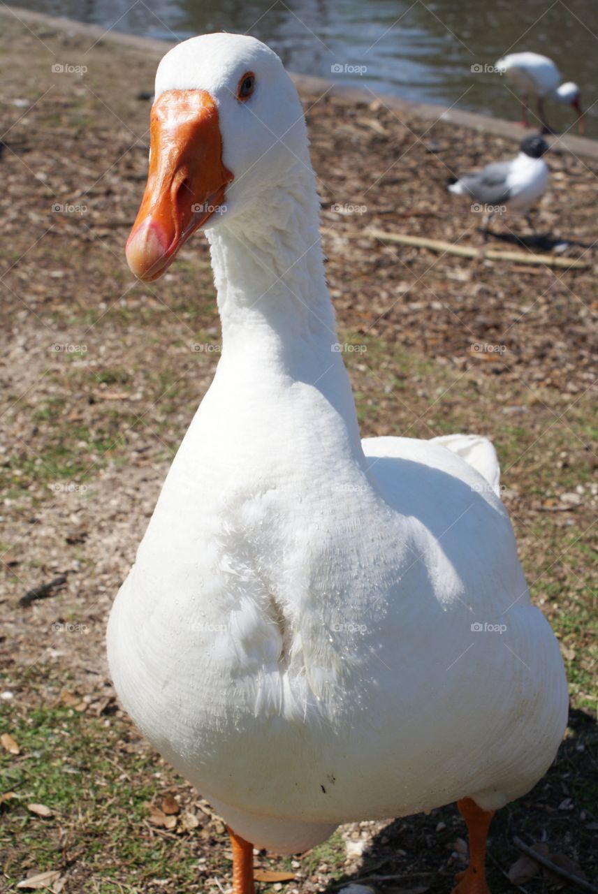 White duck in park 