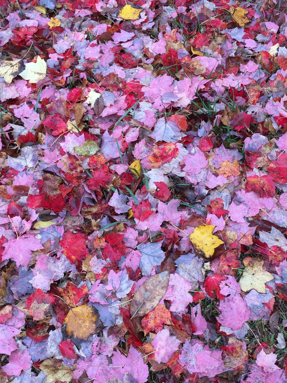 Wet leaves