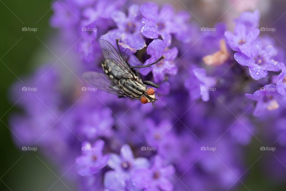 Fly on purple flowers- macro shot