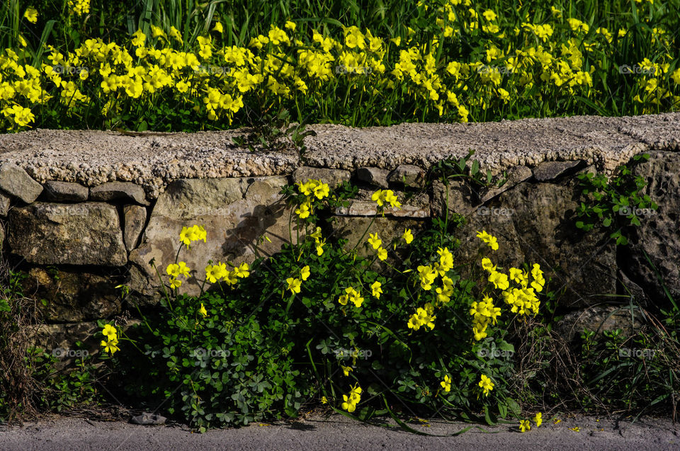 oxalis flowers on abundance