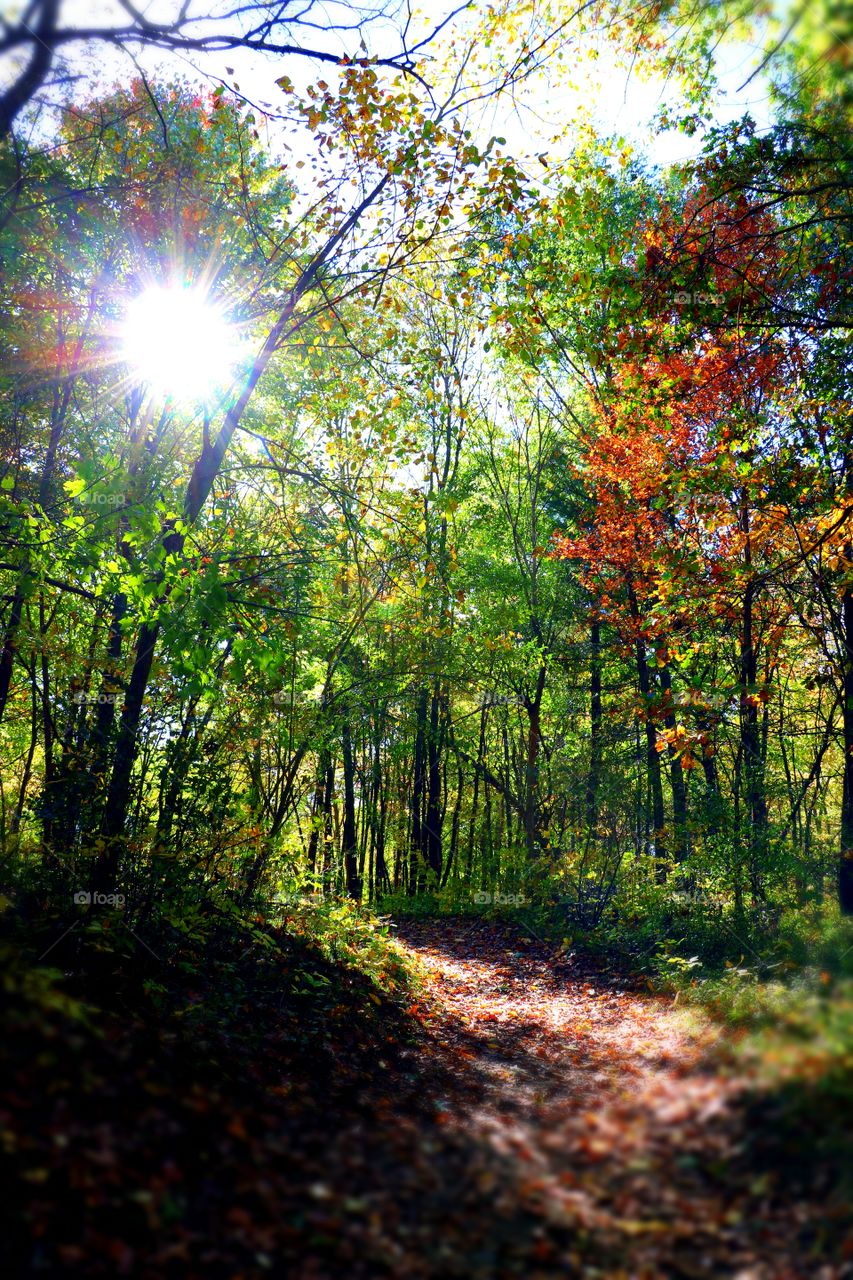 Path light in the forest.