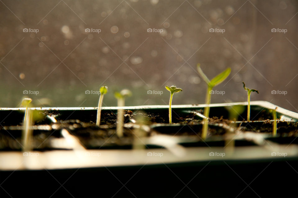 Chili sprouts