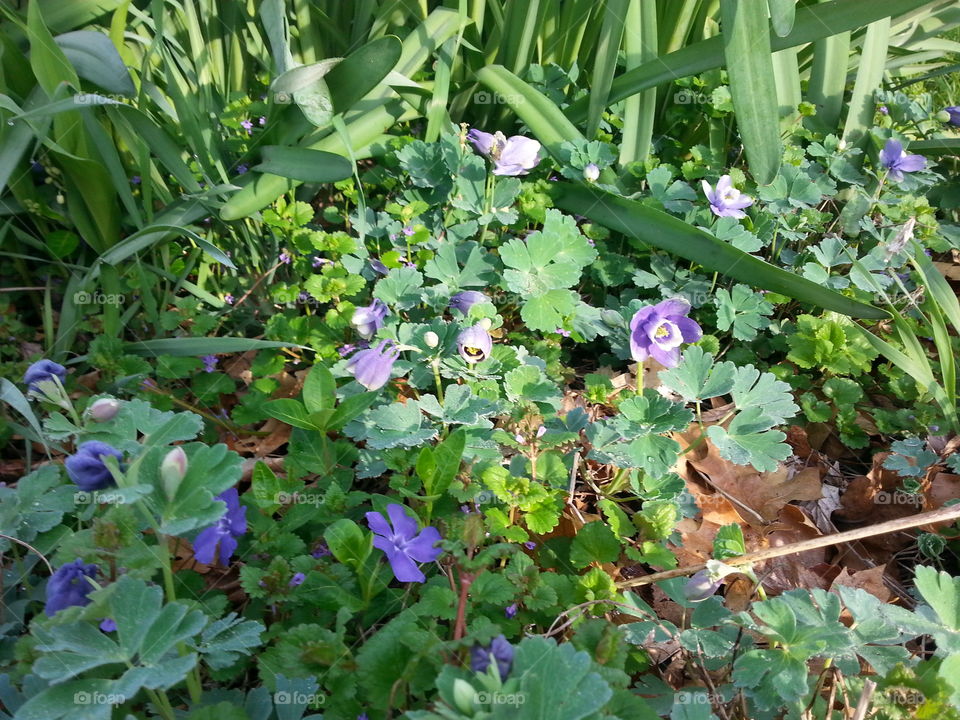 Spring Flowers. Spring Flowers in an over grown garden.