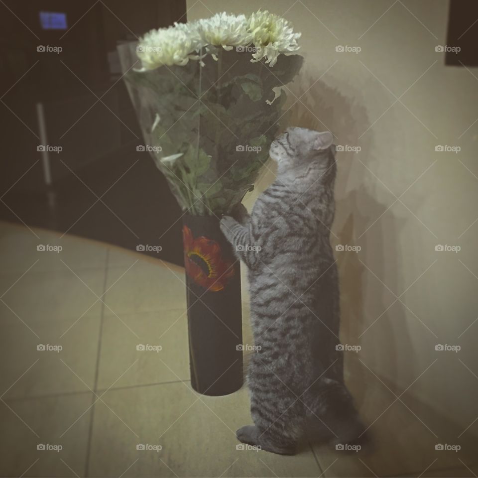 Cat and bouquet 