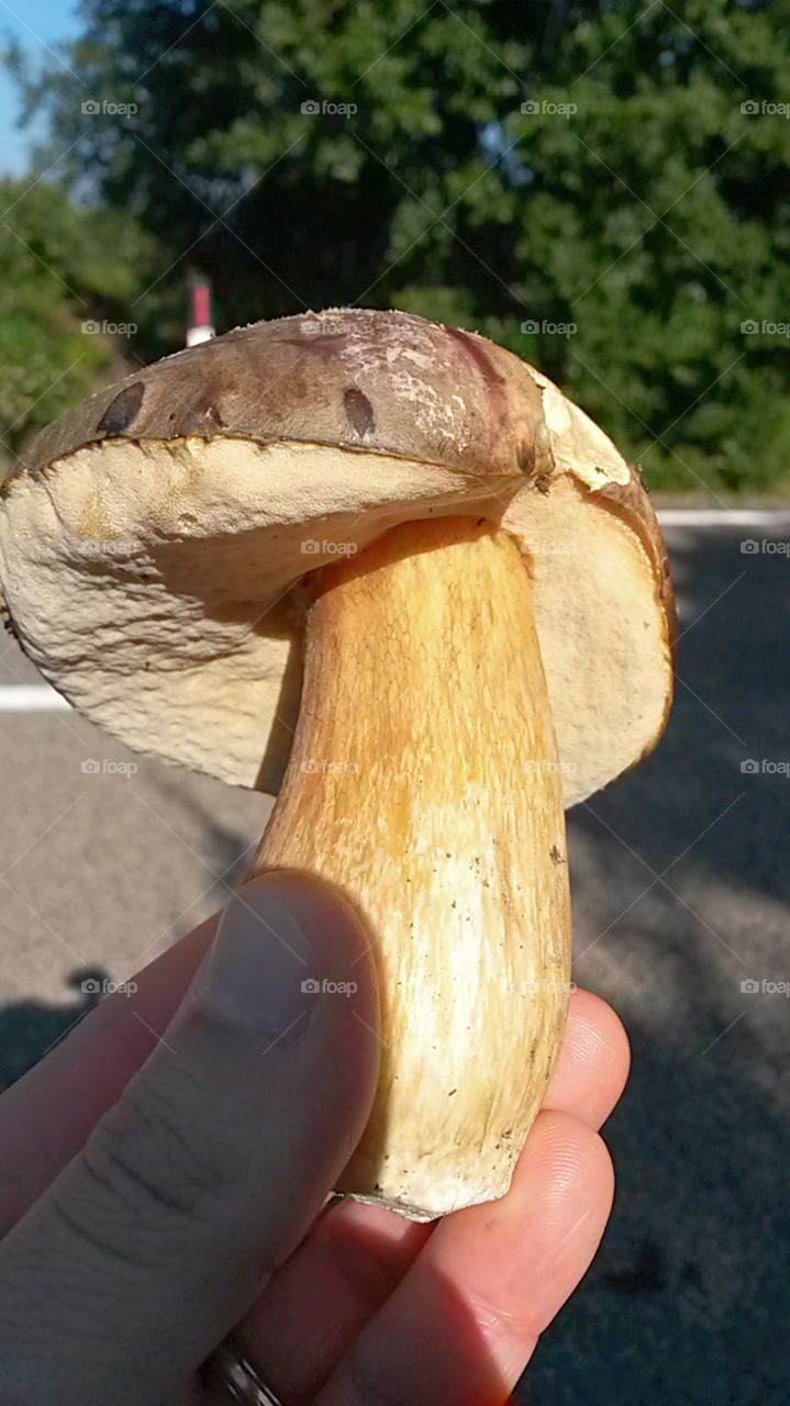 close up of mushroom in the hand