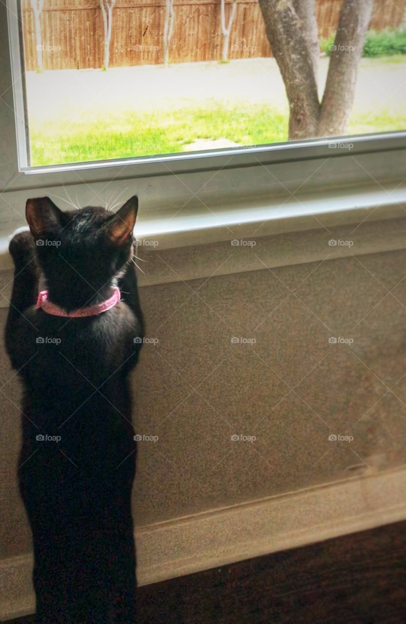 Foap Mission Cats! Black Cat With Pink Collar Peering Out A Window🐾