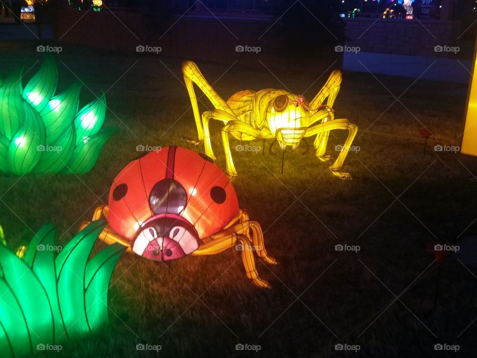 Bugs at Chinese Lantern Festival