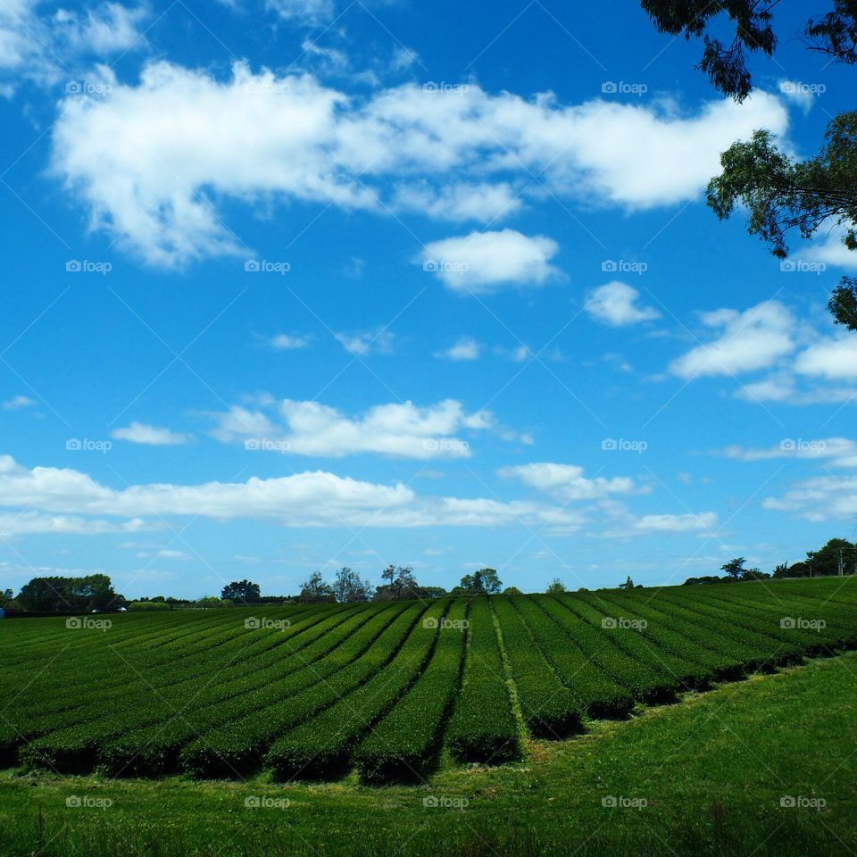 Zealong Tea Plantation, NZ