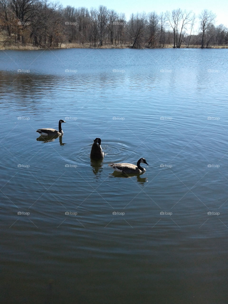 Lake, Swan, Duck, Goose, Reflection