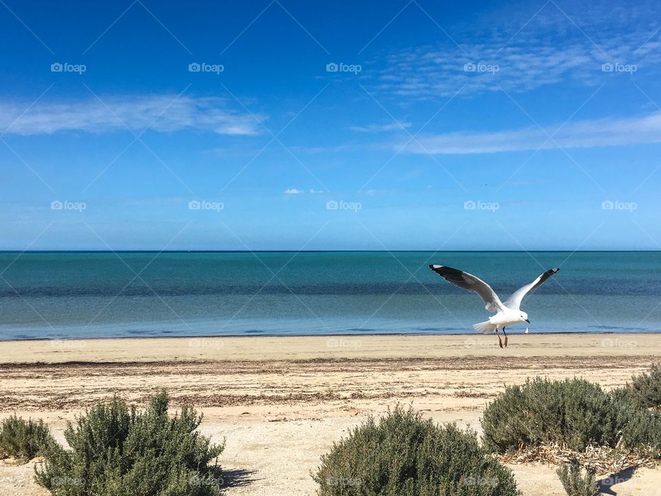 Seagulls landing midflight on south Australia beach seagulls foreground 