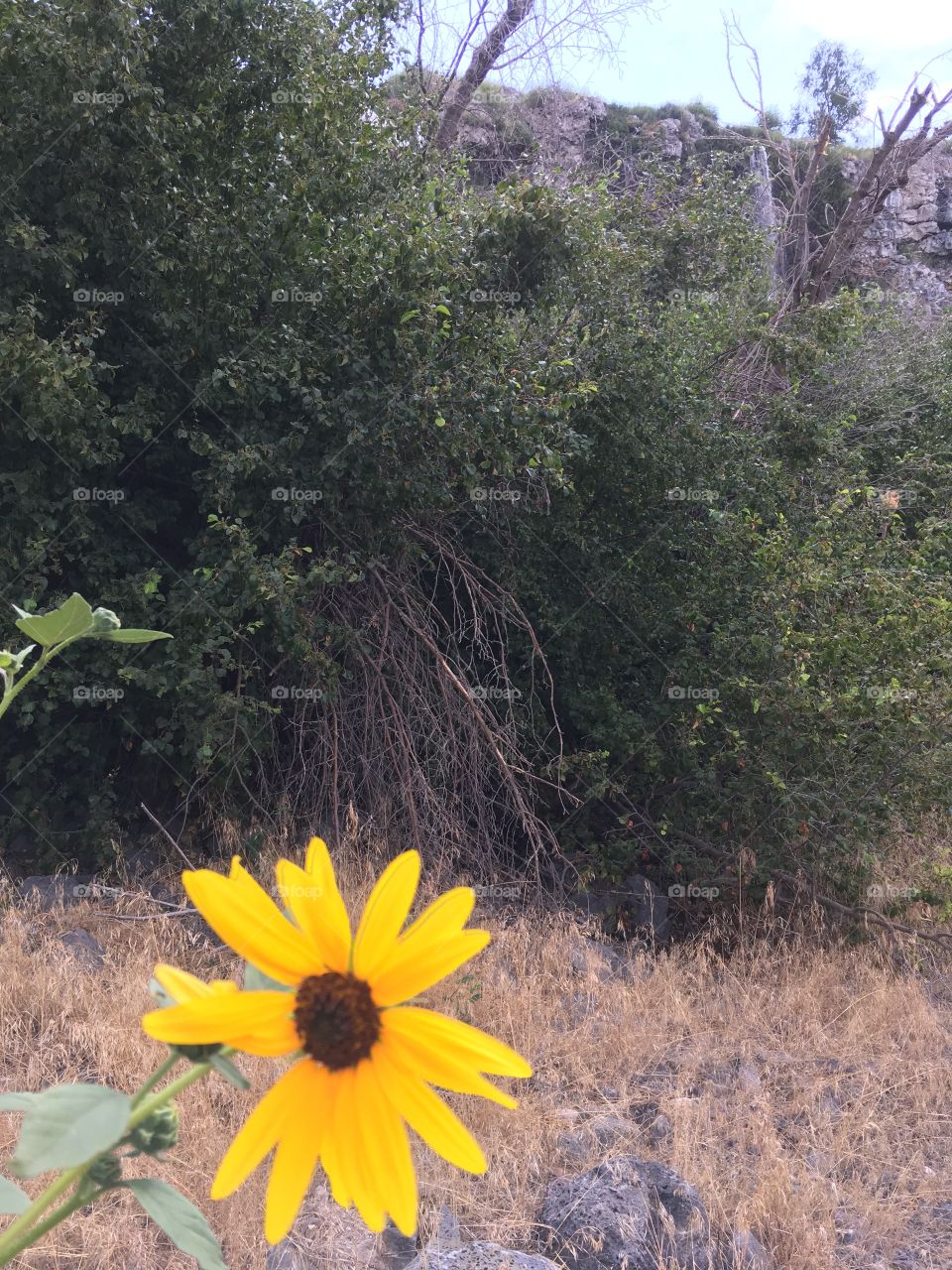 Sunflower on the trail.