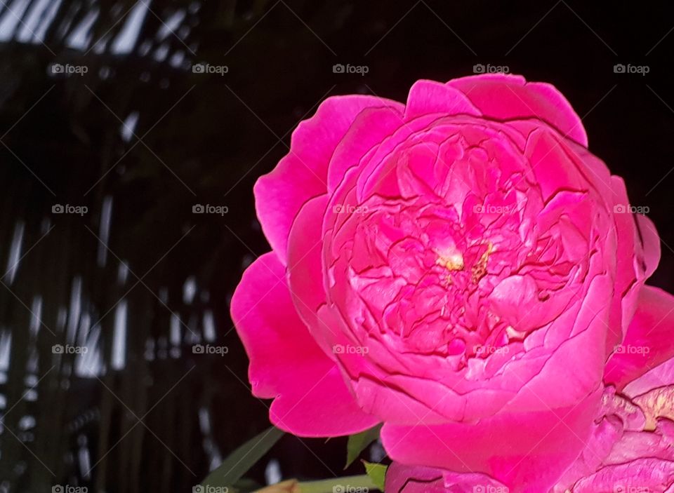 Roseira Rosa Love