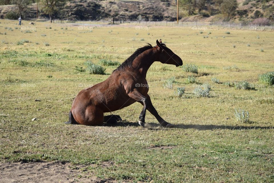 horsing around . parents place 
