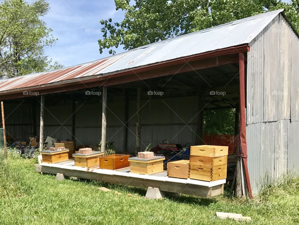 Bee Yard