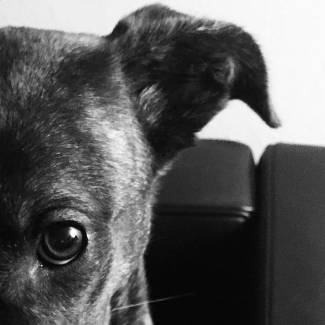 Closeup on dog eye 