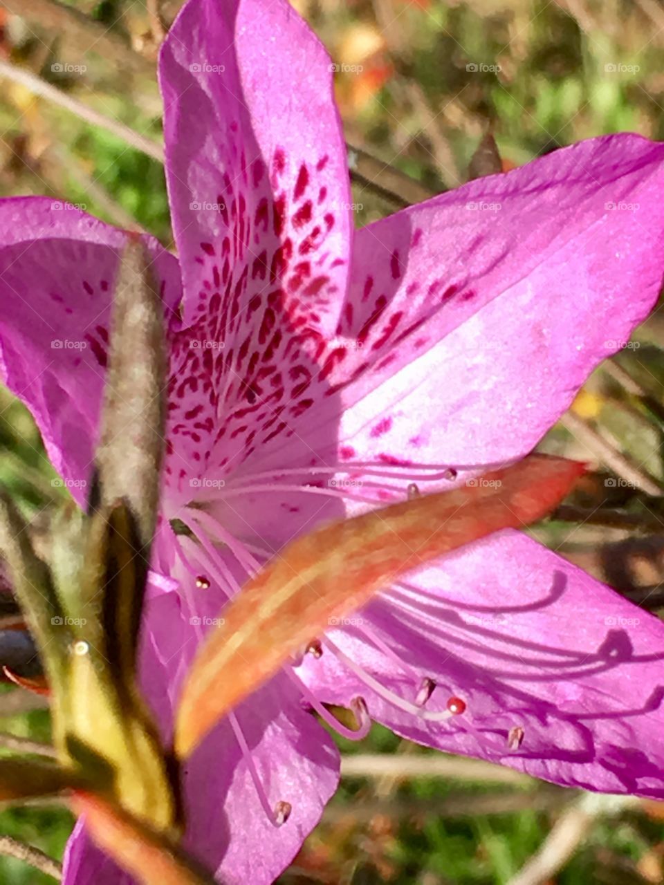 November Mountain azalea 