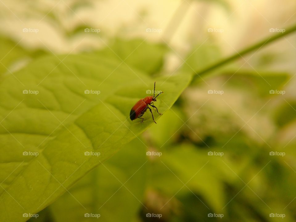 BEETLE STANDING ON THE LEAF