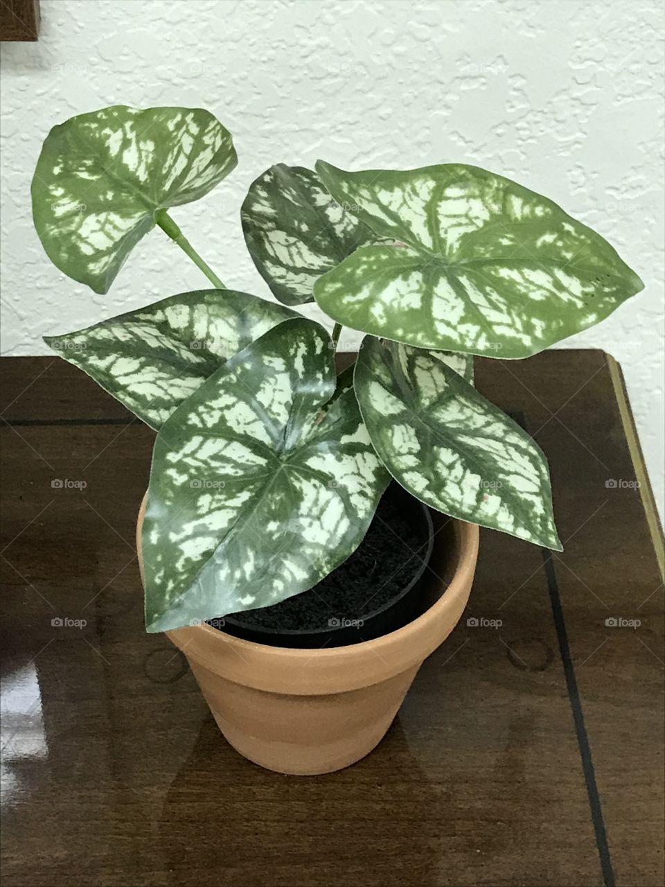 An indoor plant at the dojo. There is a sense of peace and relaxation when one is at the dojo.