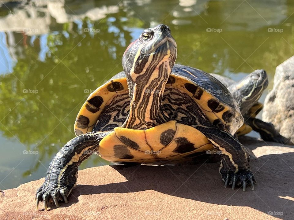 Red-eared Slider turtle posing for the camera